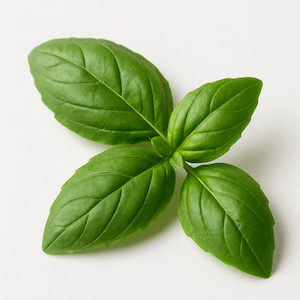 Basilic