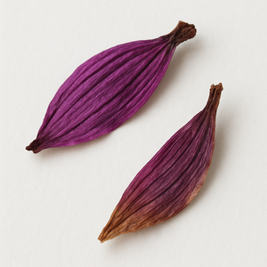 Échinacée pourpre
