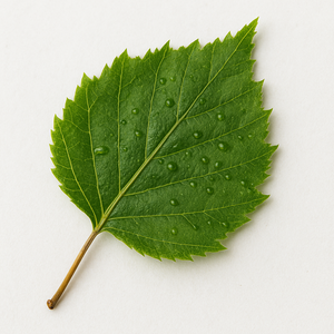 Feuille de bouleau