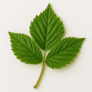 Feuille de framboisier