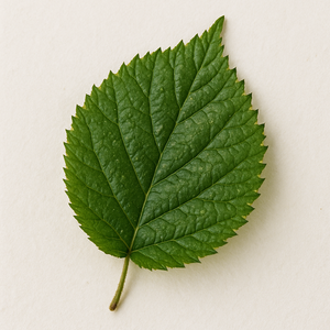 Feuille de mûre