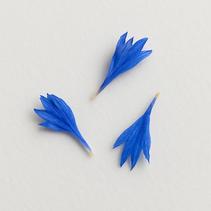 Fleur de bleuet
