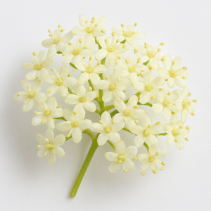 Fleur de sureau