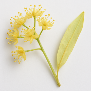 Fleur de tilleul