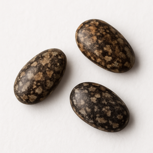 Graine de chia
