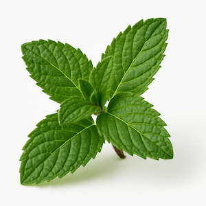 Menthe poivrée