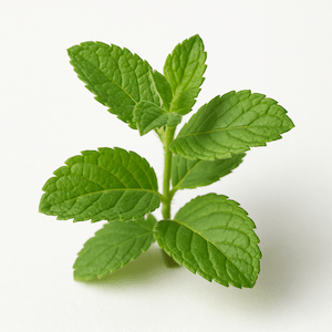 Menthe à la pomme
