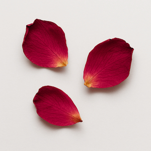 Pétales de rose